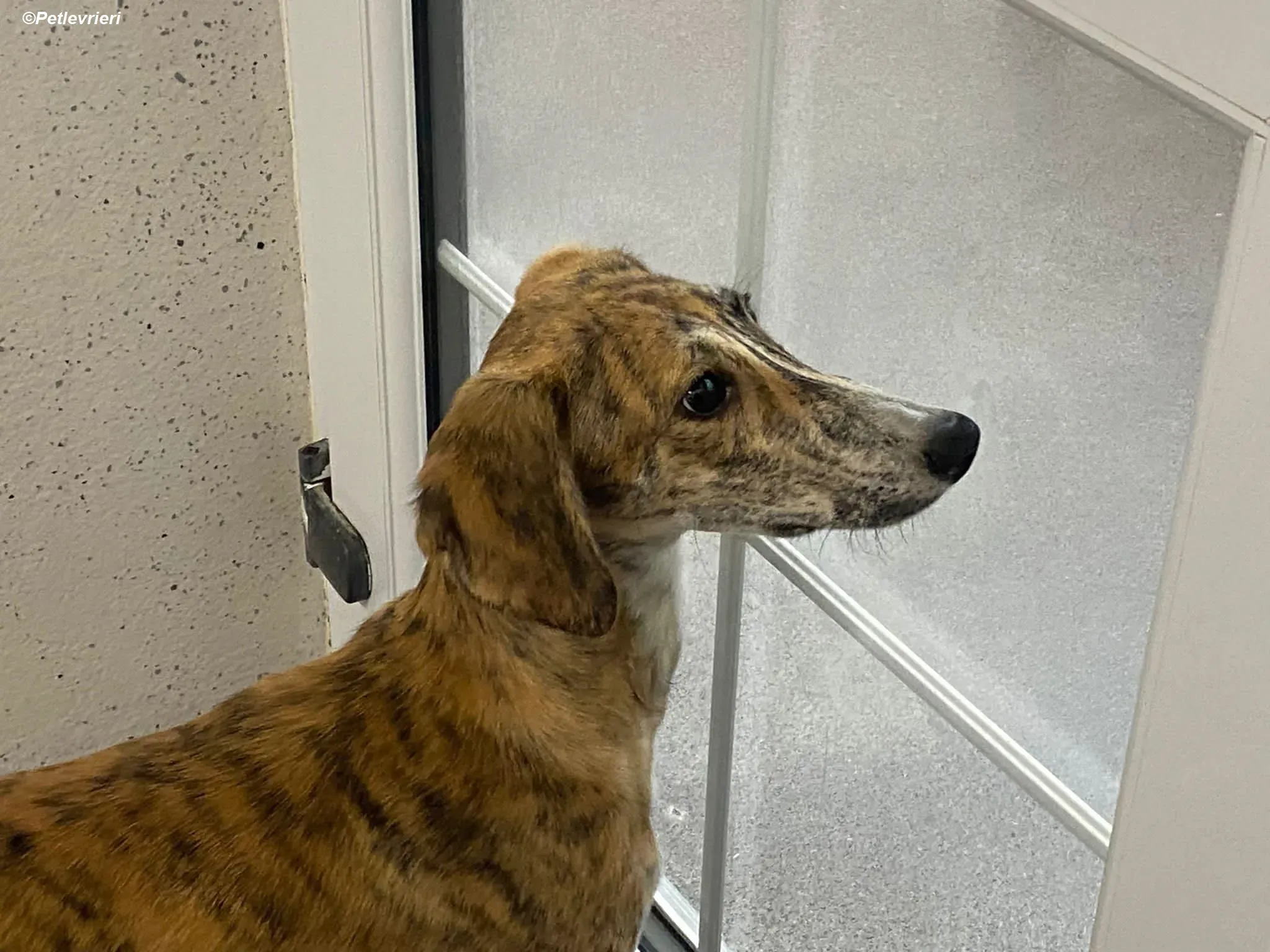 Hugo adozione levrieri greyhound 15