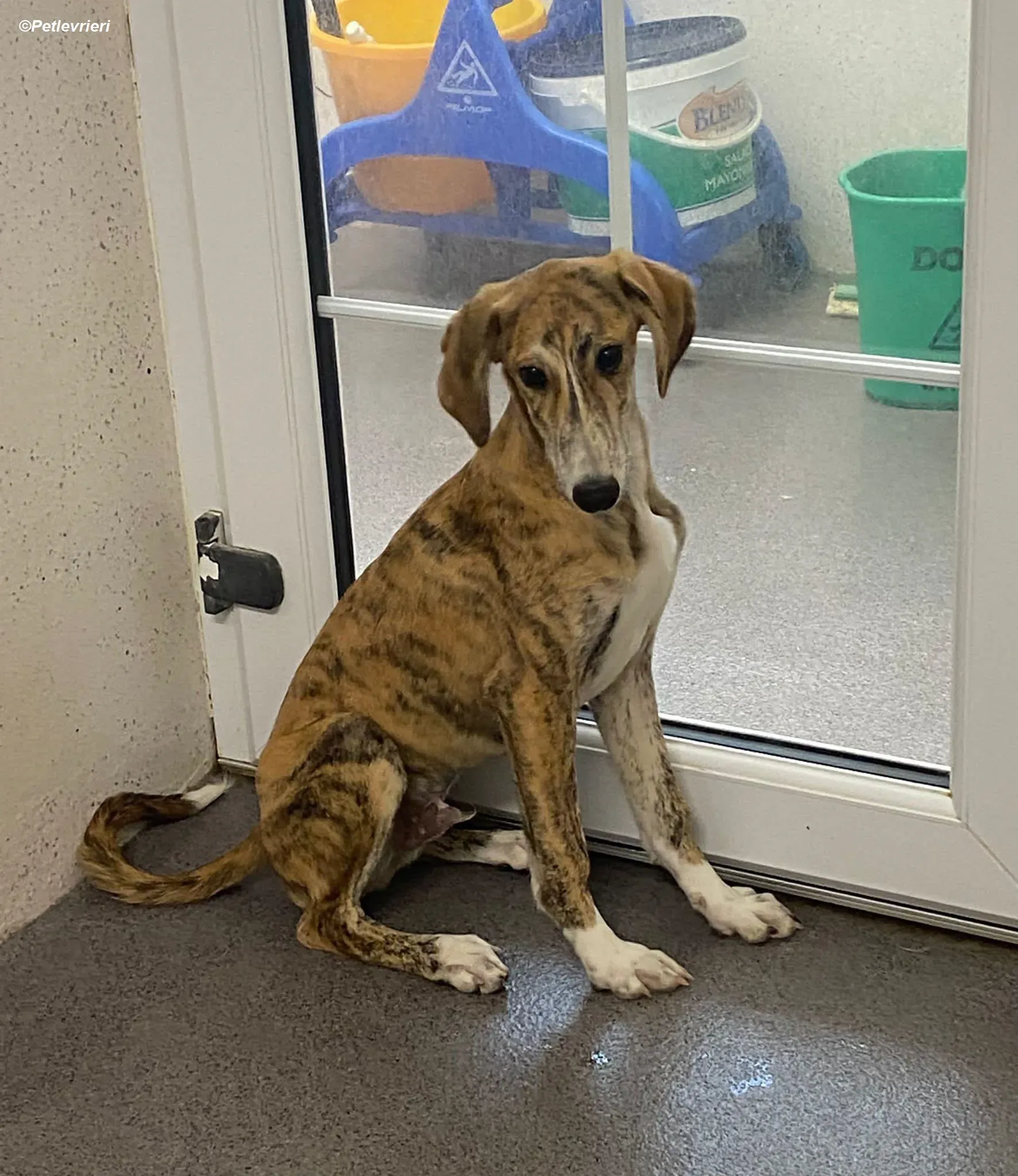 Hugo adozione levrieri greyhound 16