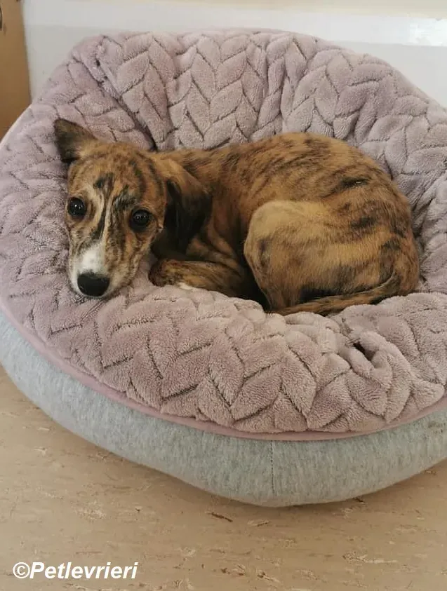 Hugo adozione levrieri greyhound 2