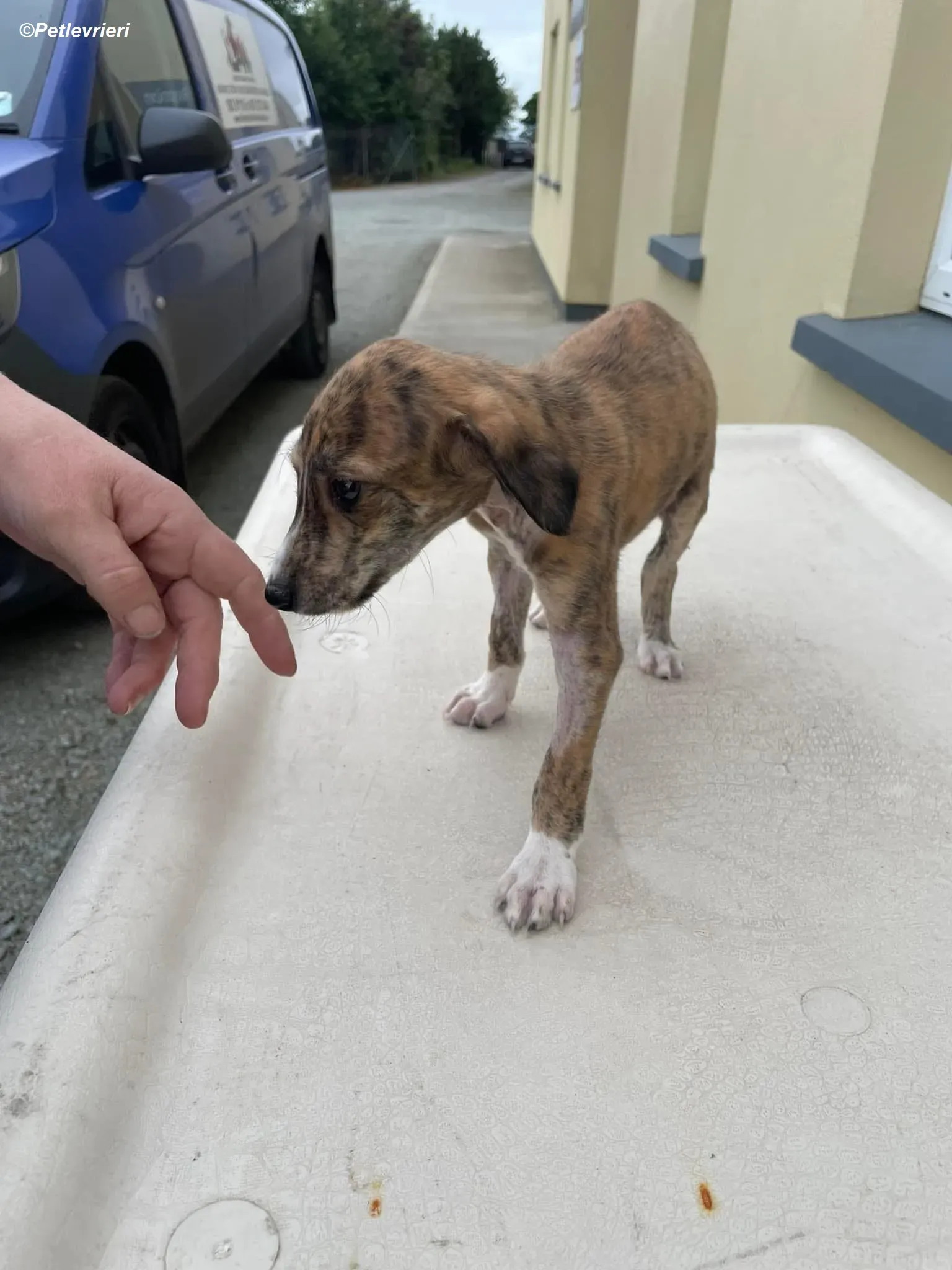 Hugo adozione levrieri greyhound 3