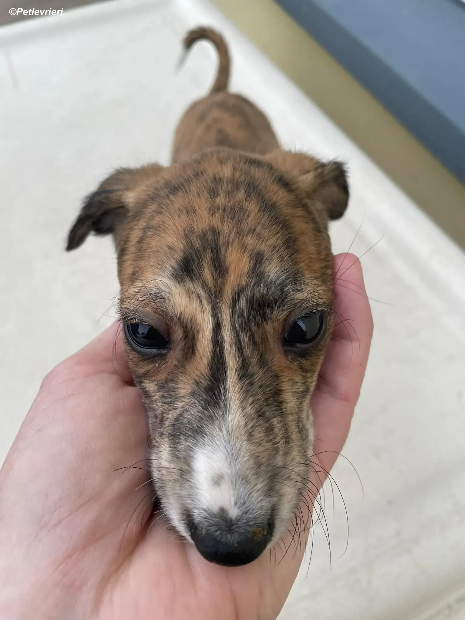 Hugo adozione levrieri greyhound 5