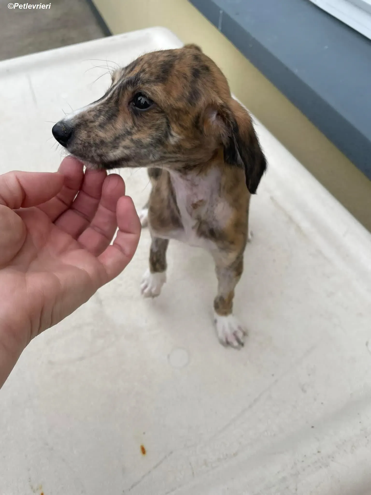 Hugo adozione levrieri greyhound 6