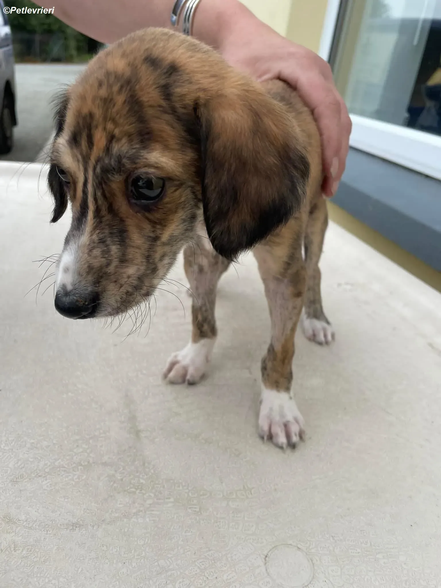 Hugo adozione levrieri greyhound 7