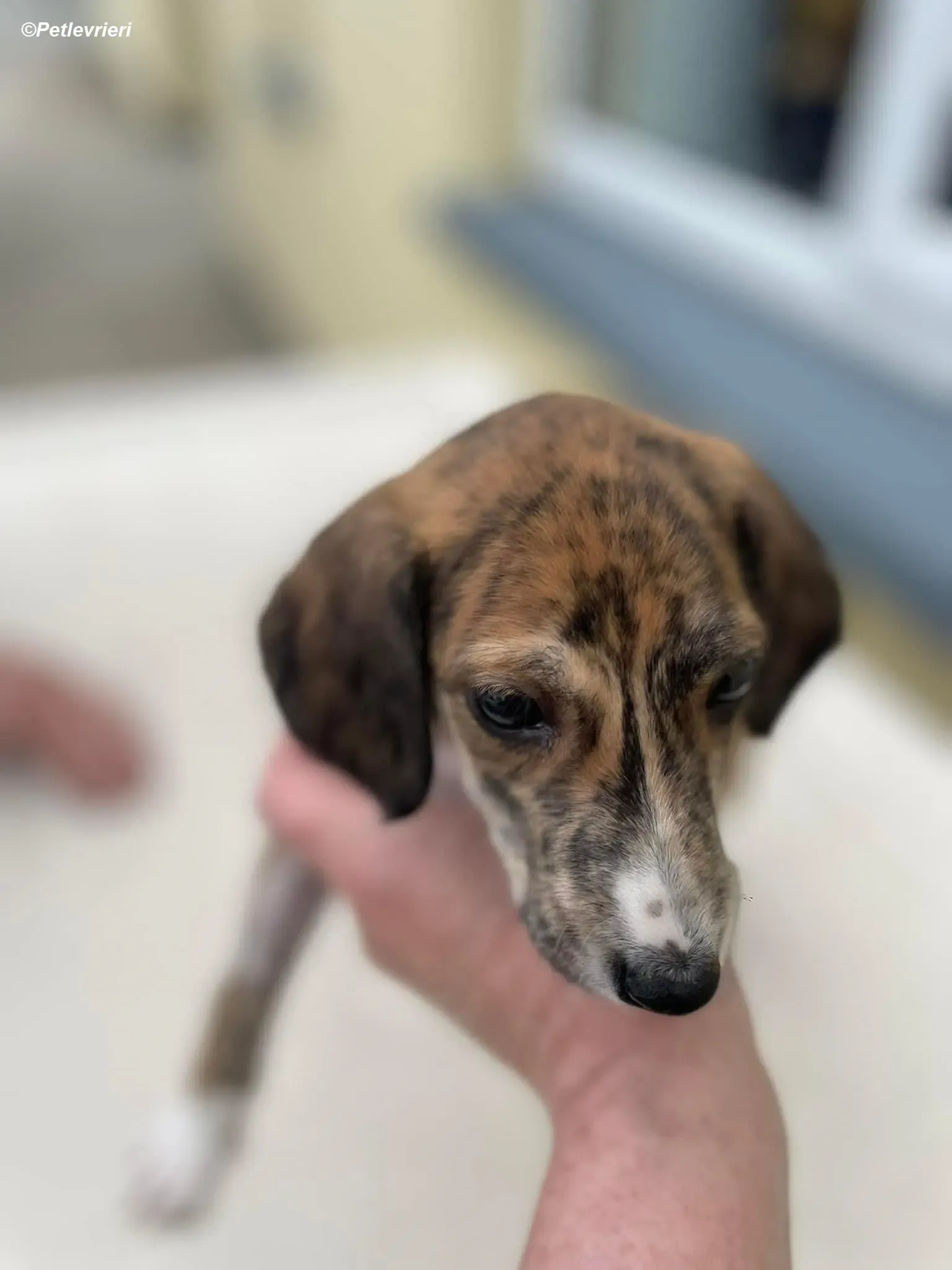 Hugo adozione levrieri greyhound 8