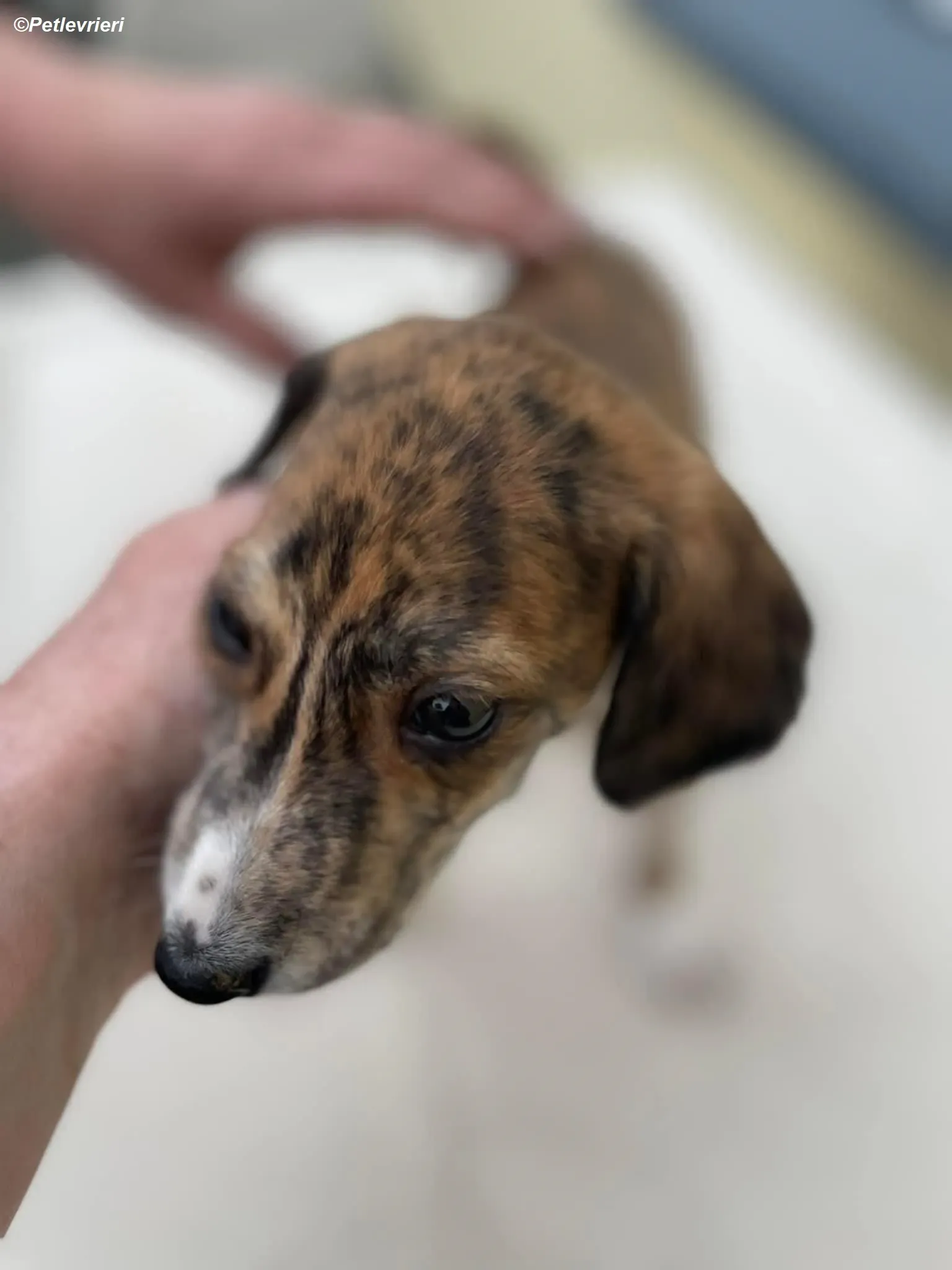 Hugo adozione levrieri greyhound 9