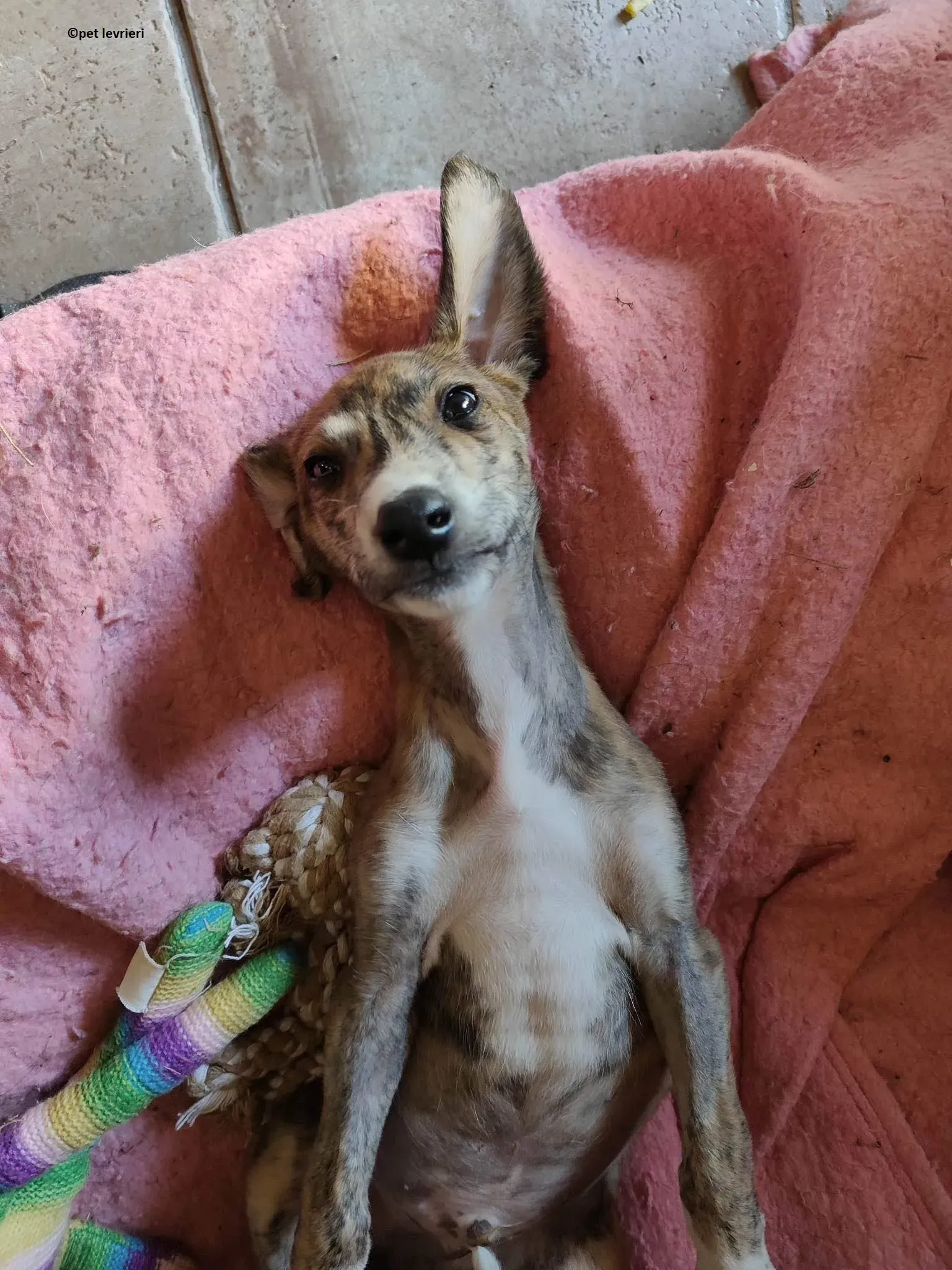 Hugo adozione levriero lurcher1