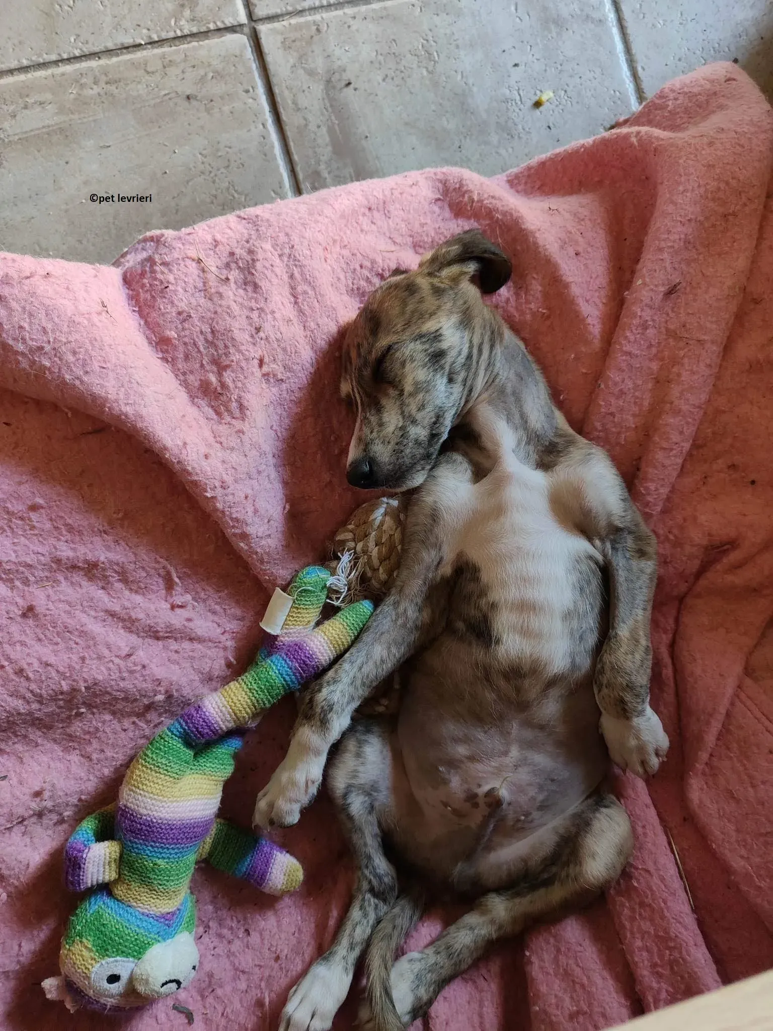 Hugo adozione levriero lurcher2