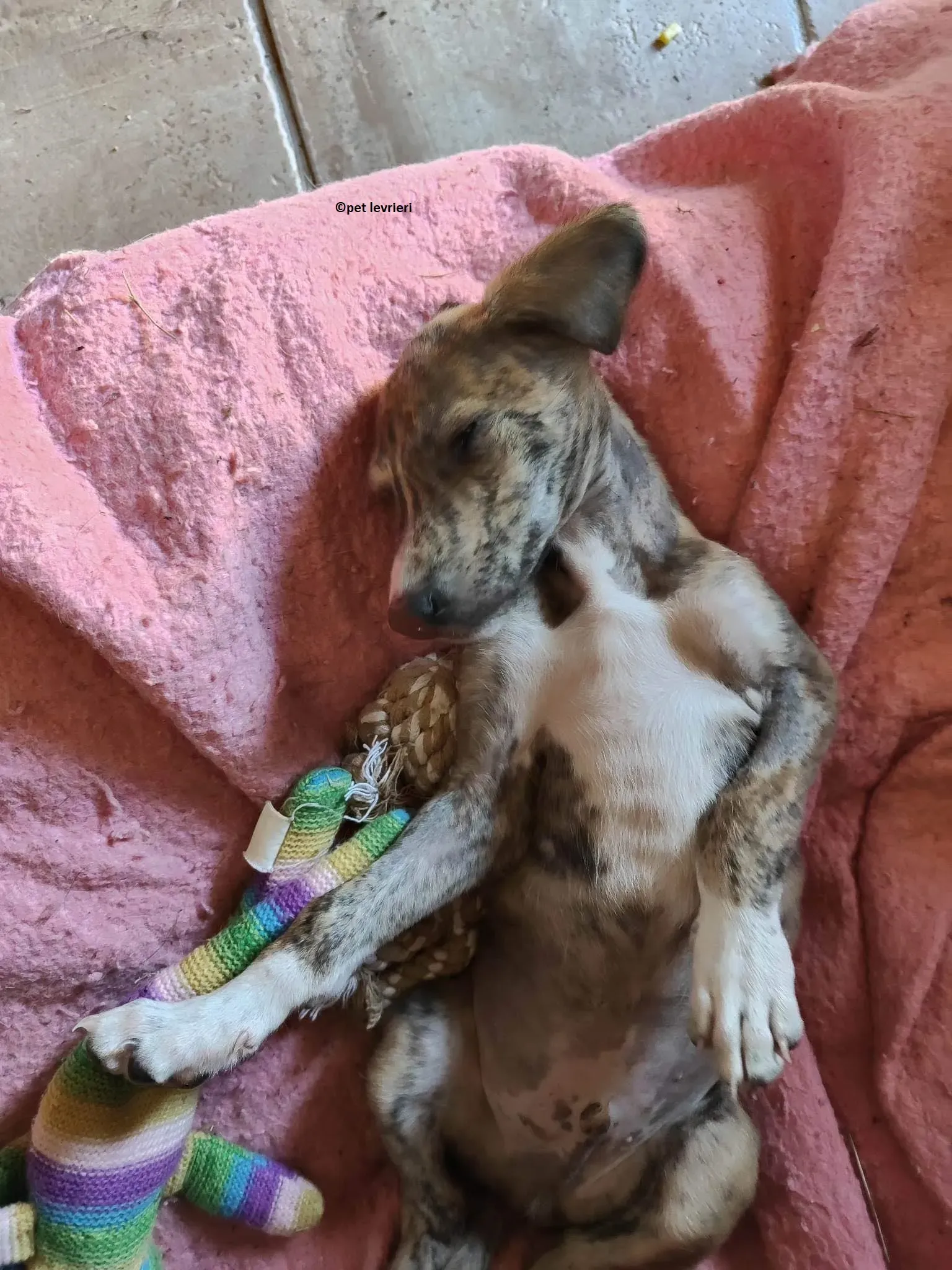 Hugo adozione levriero lurcher3