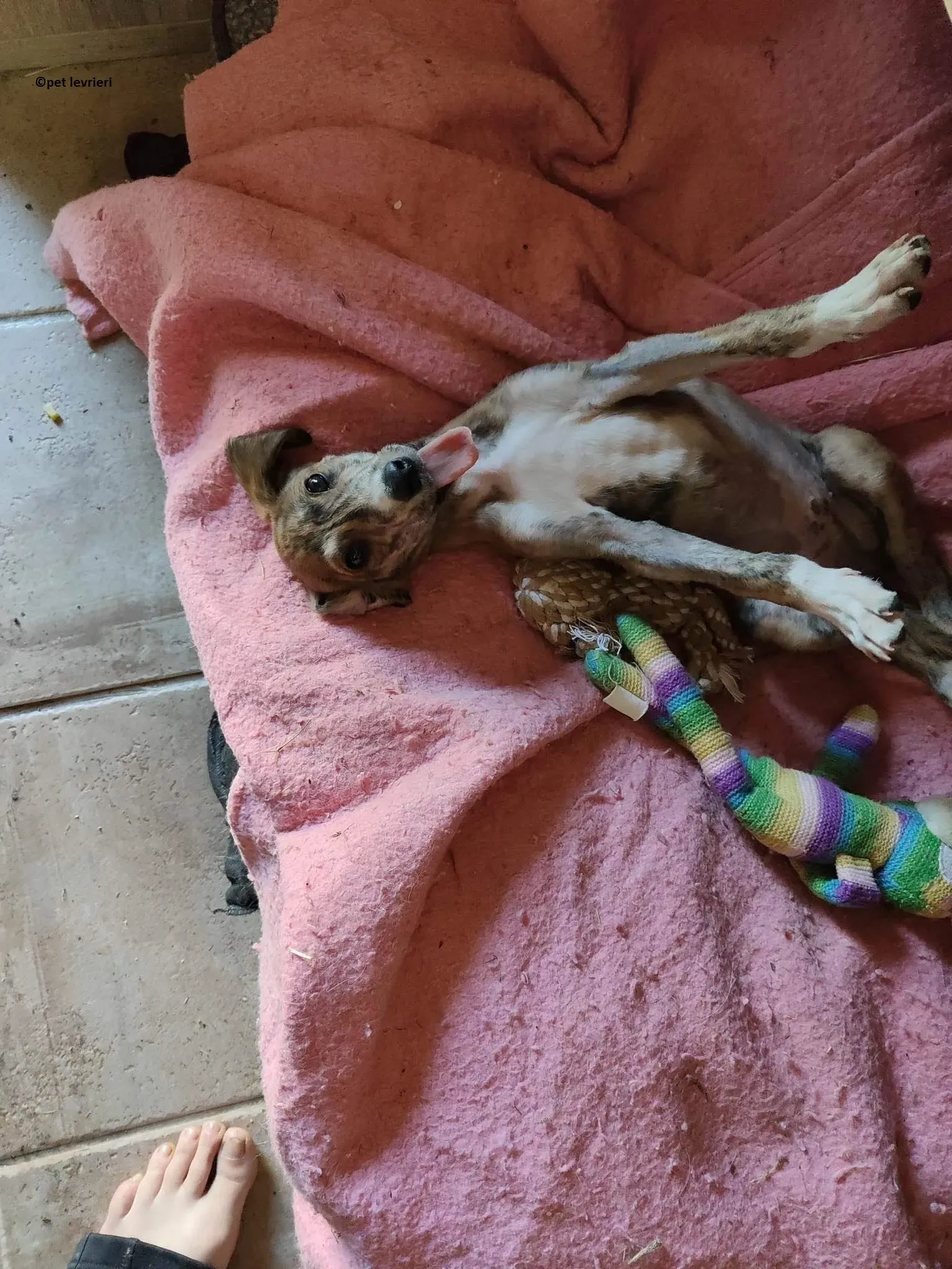 Hugo adozione levriero lurcher4