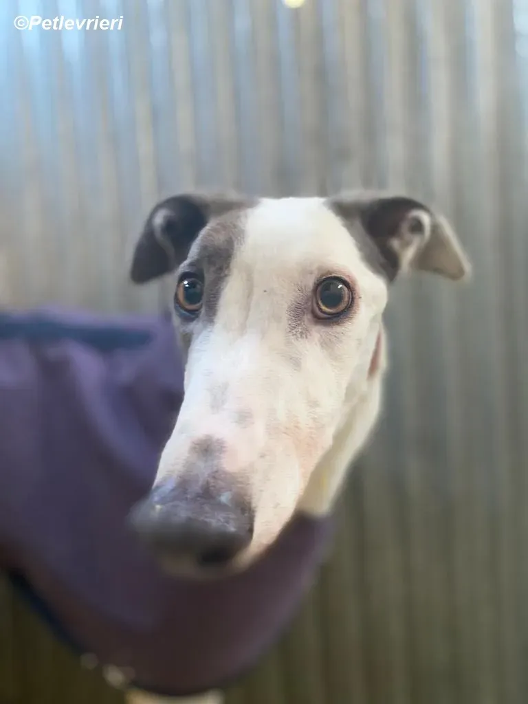 Humphrey adozione levrieri greyhound 1