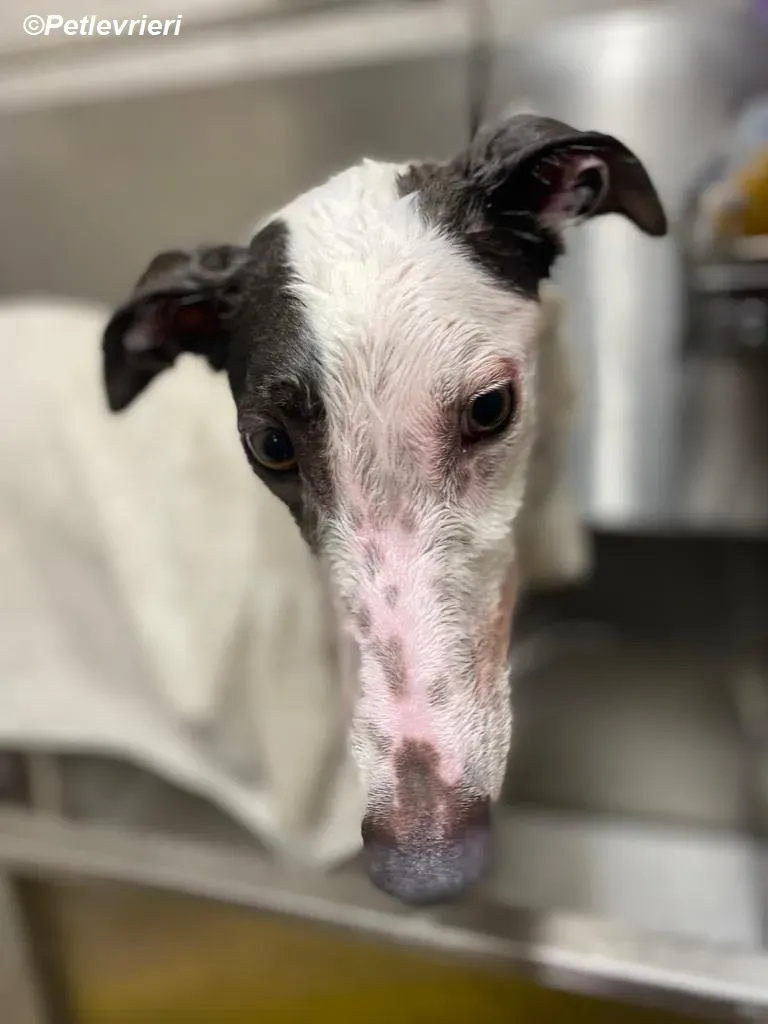 Humphrey adozione levrieri greyhound 10