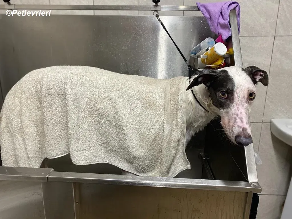 Humphrey adozione levrieri greyhound 11