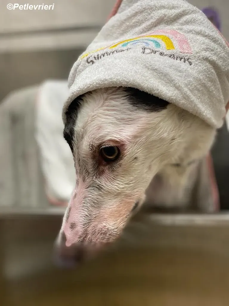 Humphrey adozione levrieri greyhound 12