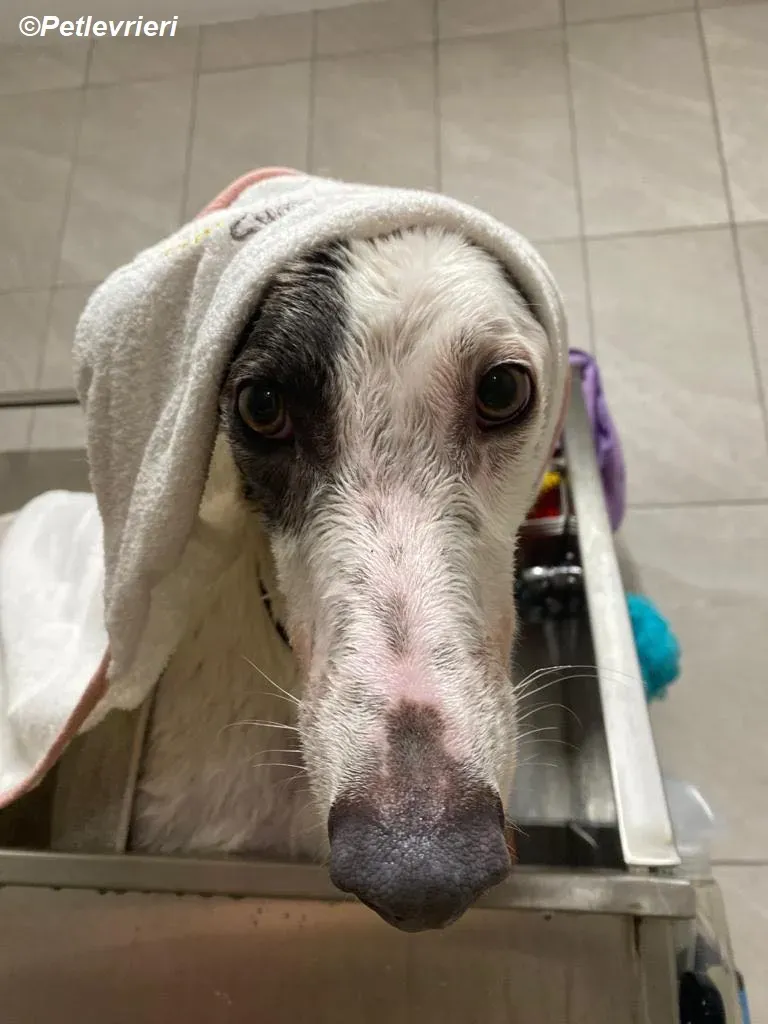 Humphrey adozione levrieri greyhound 13