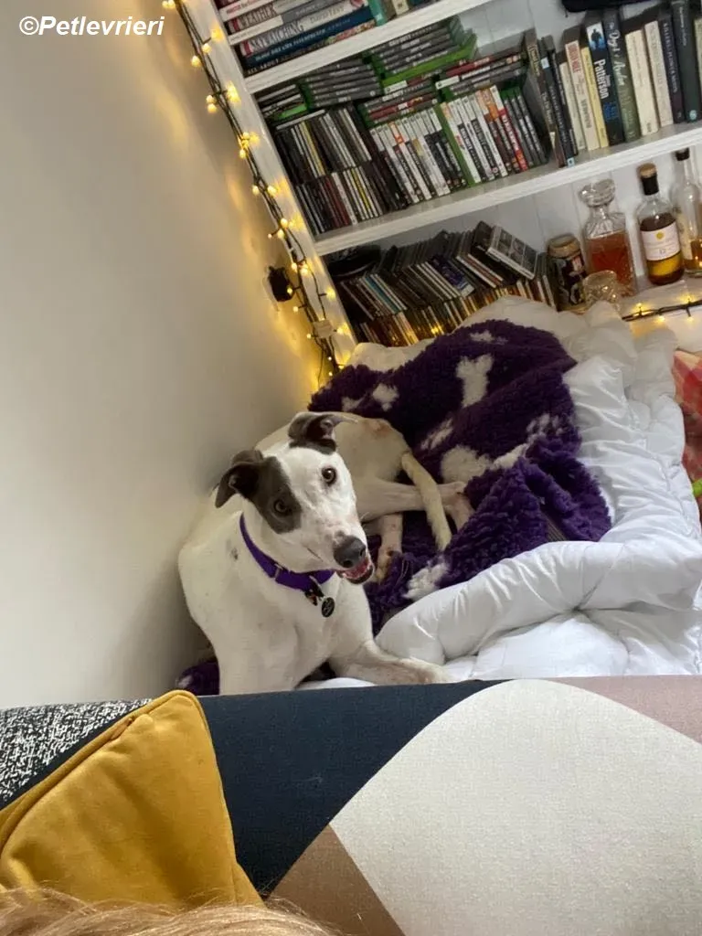 Humphrey adozione levrieri greyhound 14