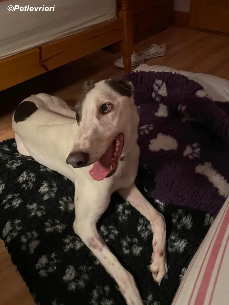 Humphrey adozione levrieri greyhound 15