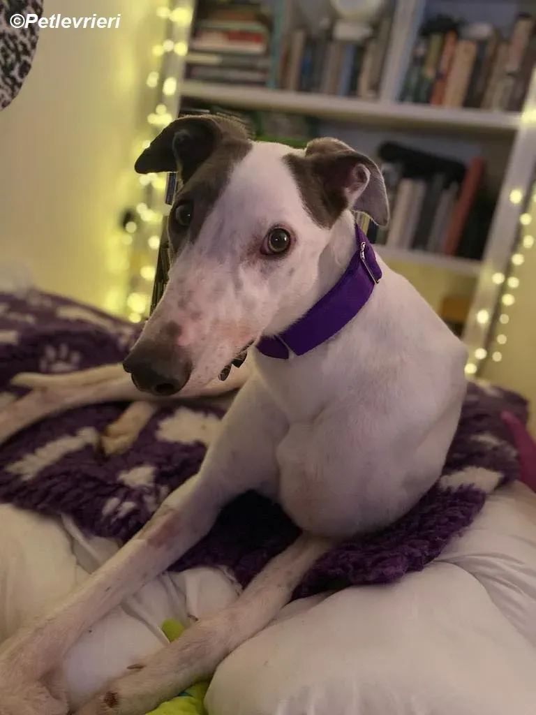 Humphrey adozione levrieri greyhound 16