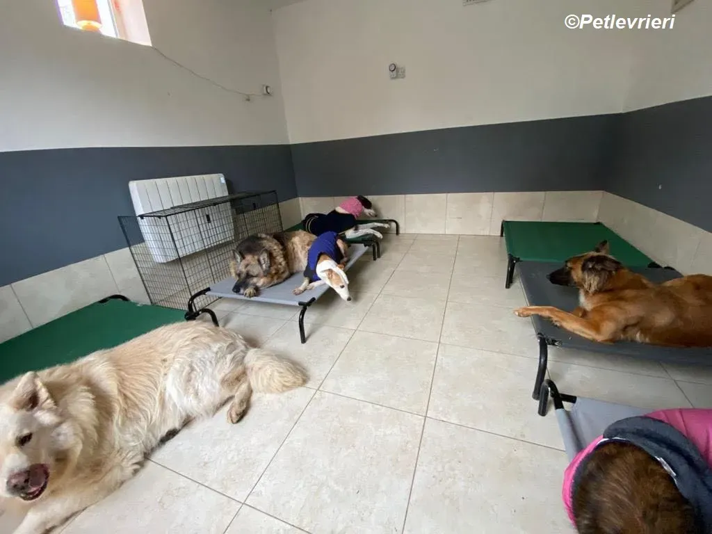 Humphrey adozione levrieri greyhound 17