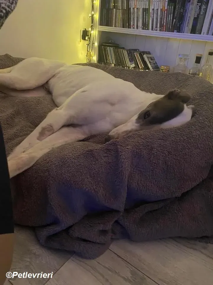 Humphrey adozione levrieri greyhound 18