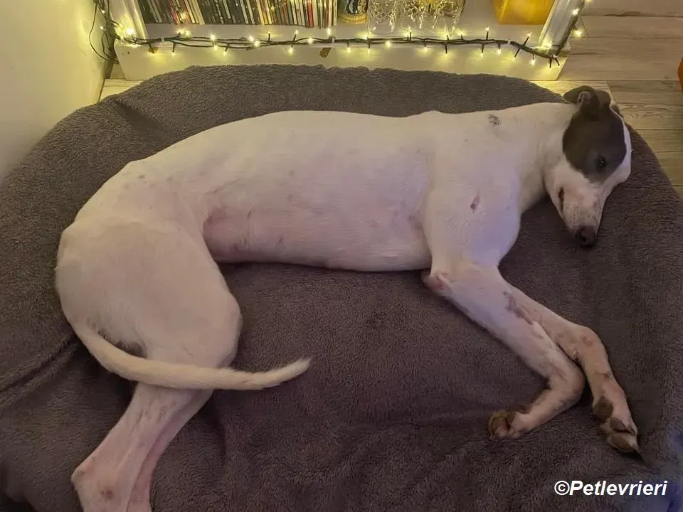 Humphrey adozione levrieri greyhound 19