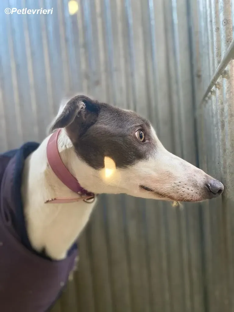Humphrey adozione levrieri greyhound 2