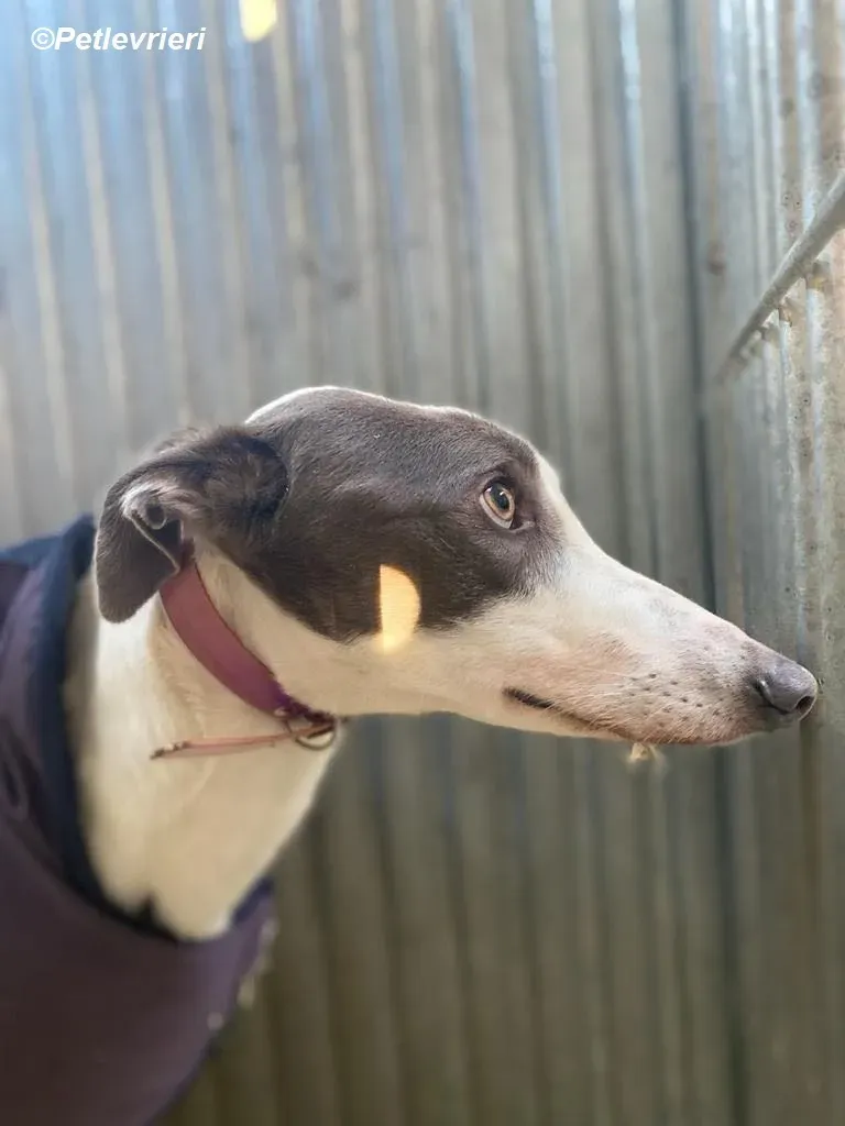 Humphrey adozione levrieri greyhound 3