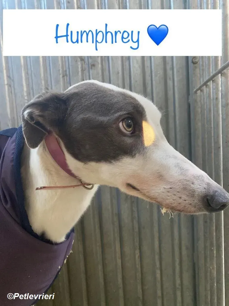Humphrey adozione levrieri greyhound 4