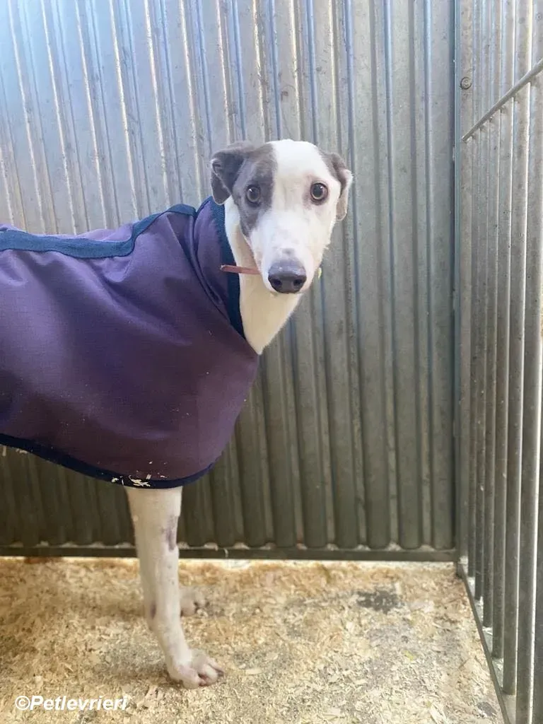 Humphrey adozione levrieri greyhound 5