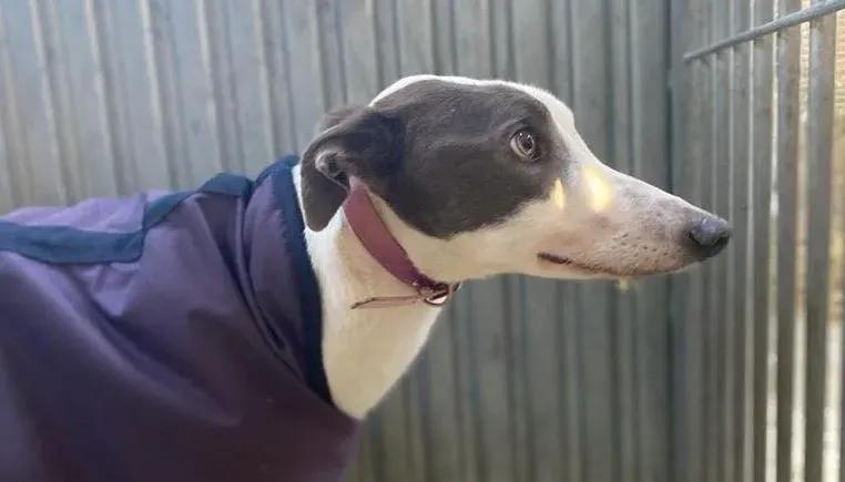 Humphrey adozione levrieri greyhound 6 e1641203432486