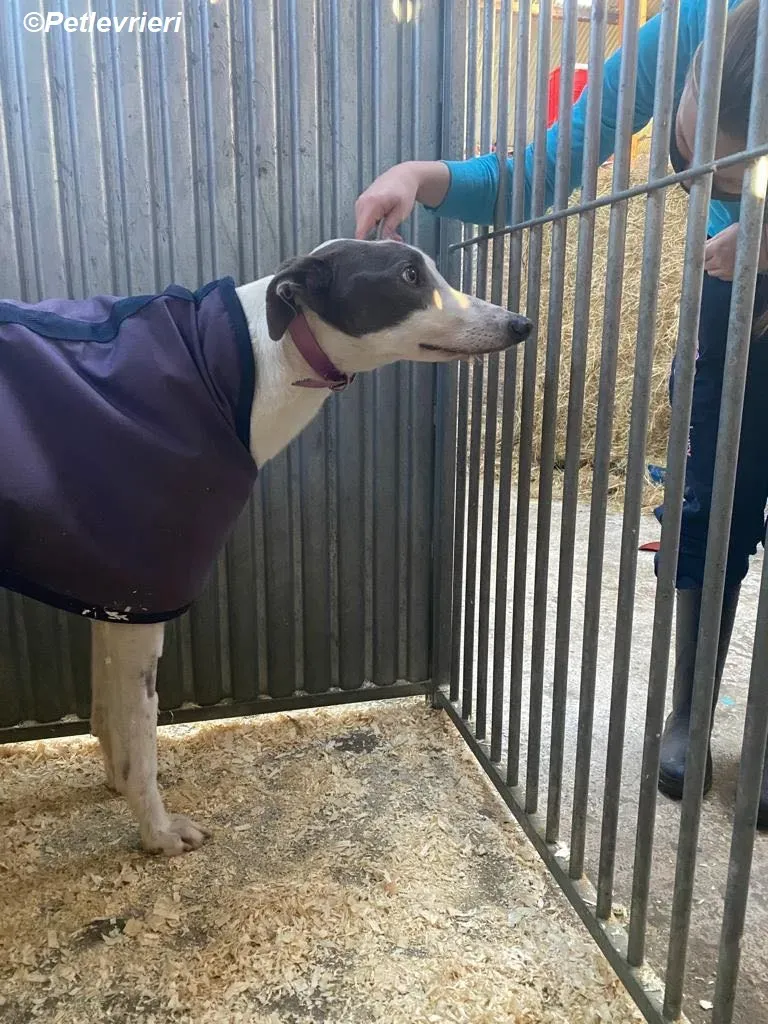 Humphrey adozione levrieri greyhound 7