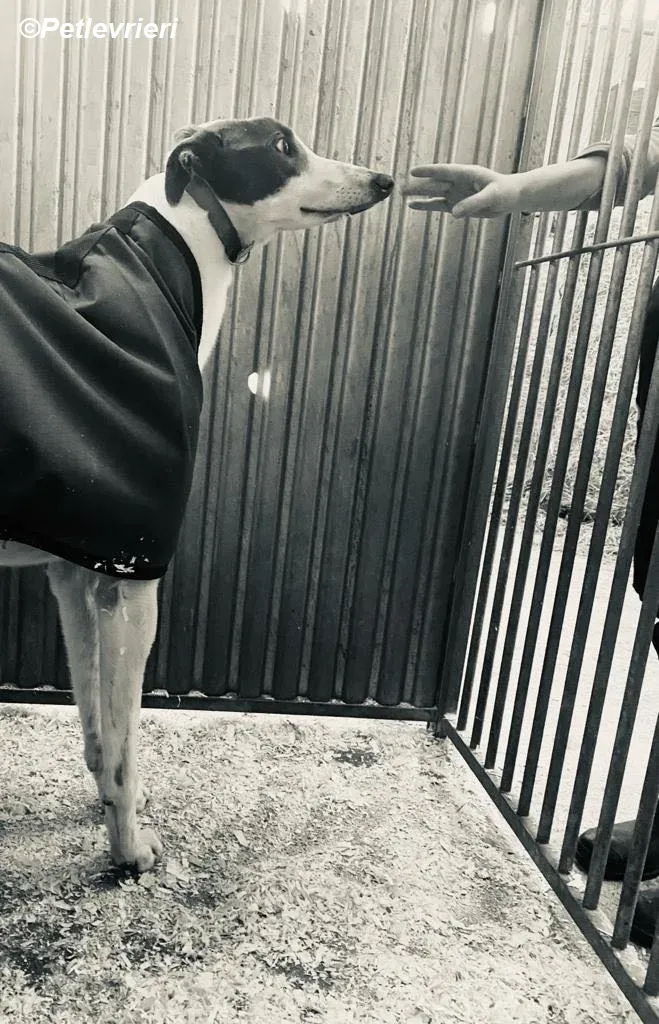 Humphrey adozione levrieri greyhound 8