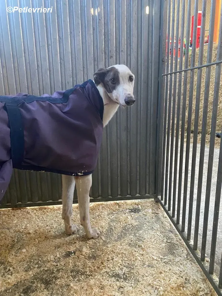 Humphrey adozione levrieri greyhound 9