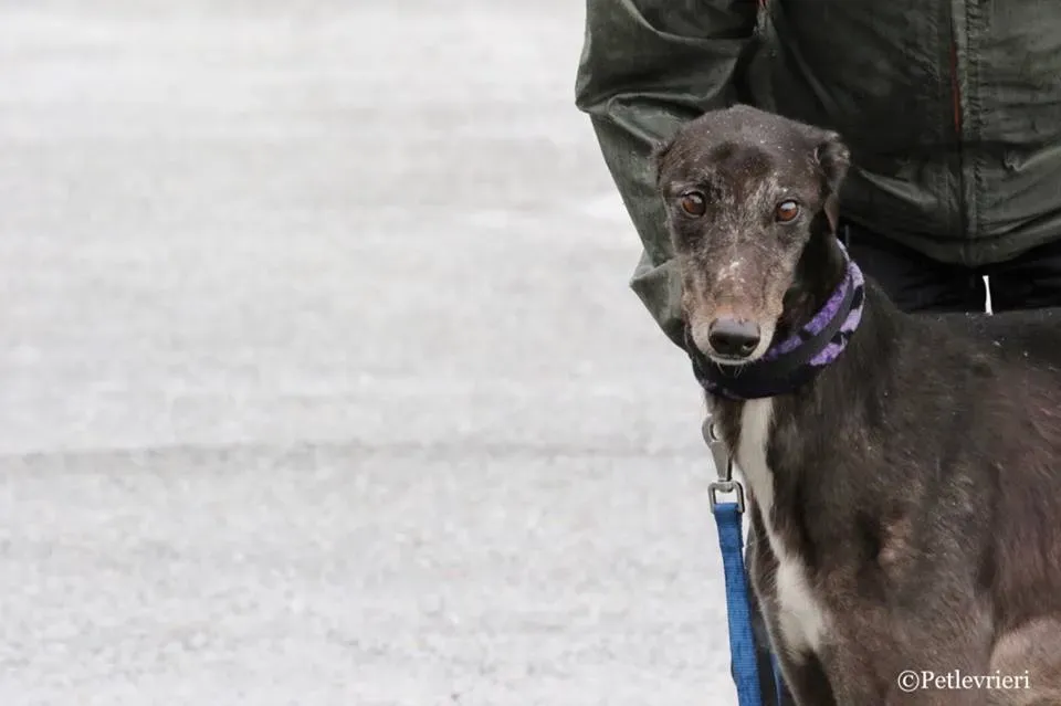 Hurcan adozione greyhound macao 1