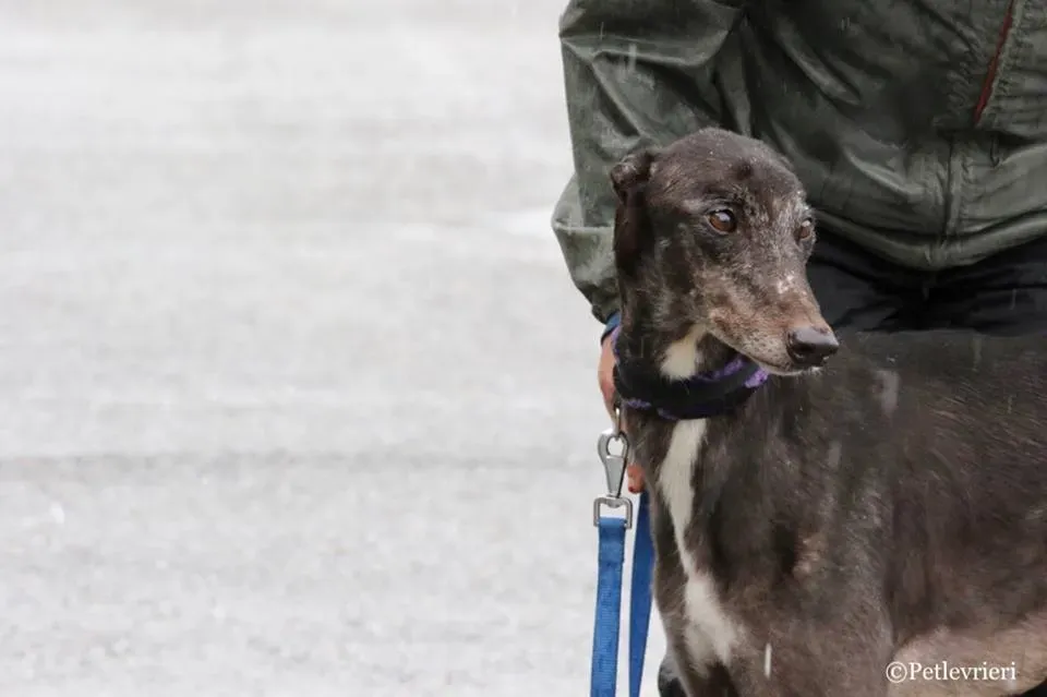 Hurcan adozione greyhound macao 10