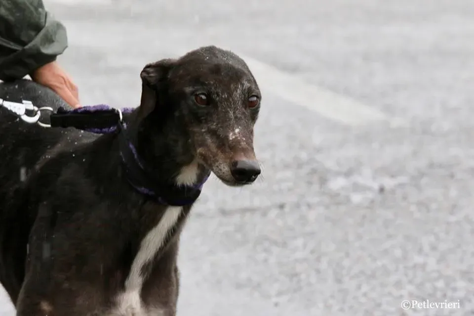 Hurcan adozione greyhound macao 11