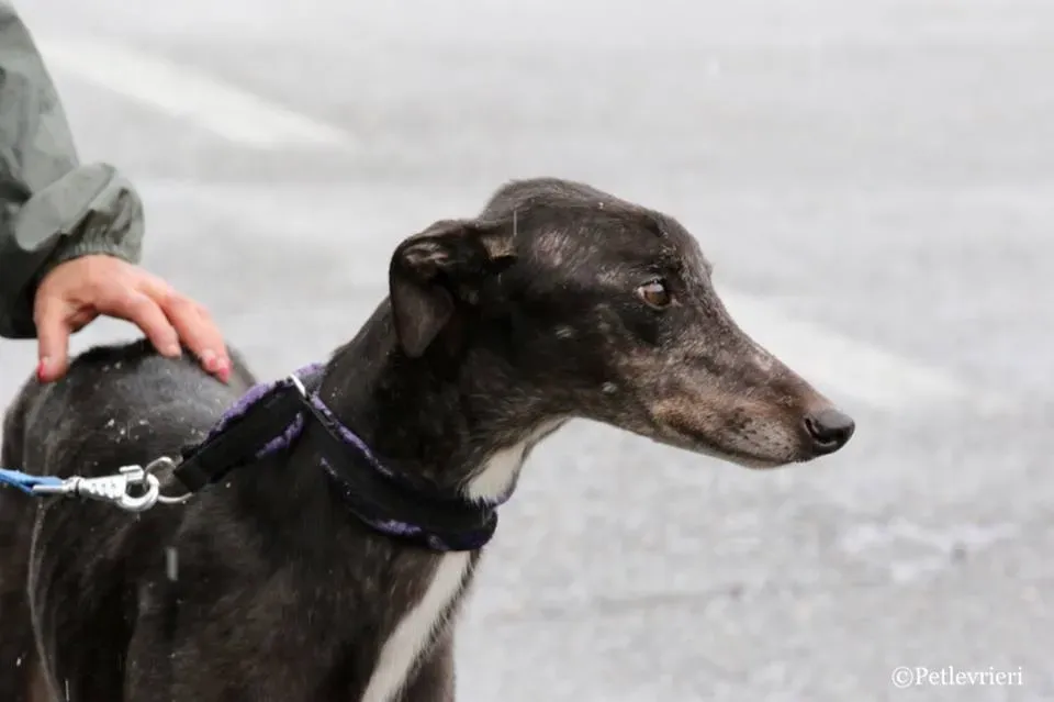 Hurcan adozione greyhound macao 12