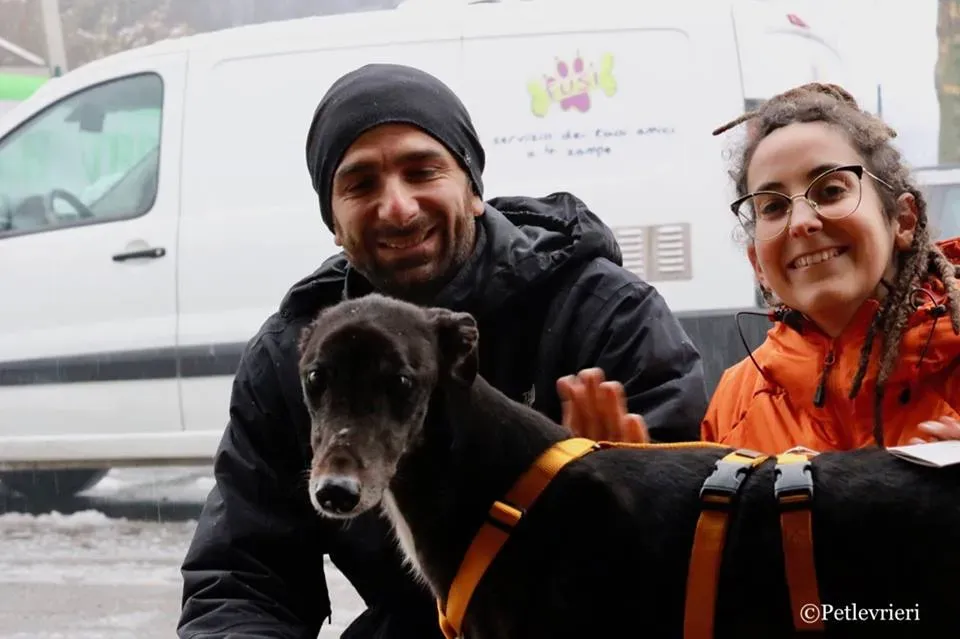 Hurcan adozione greyhound macao 13