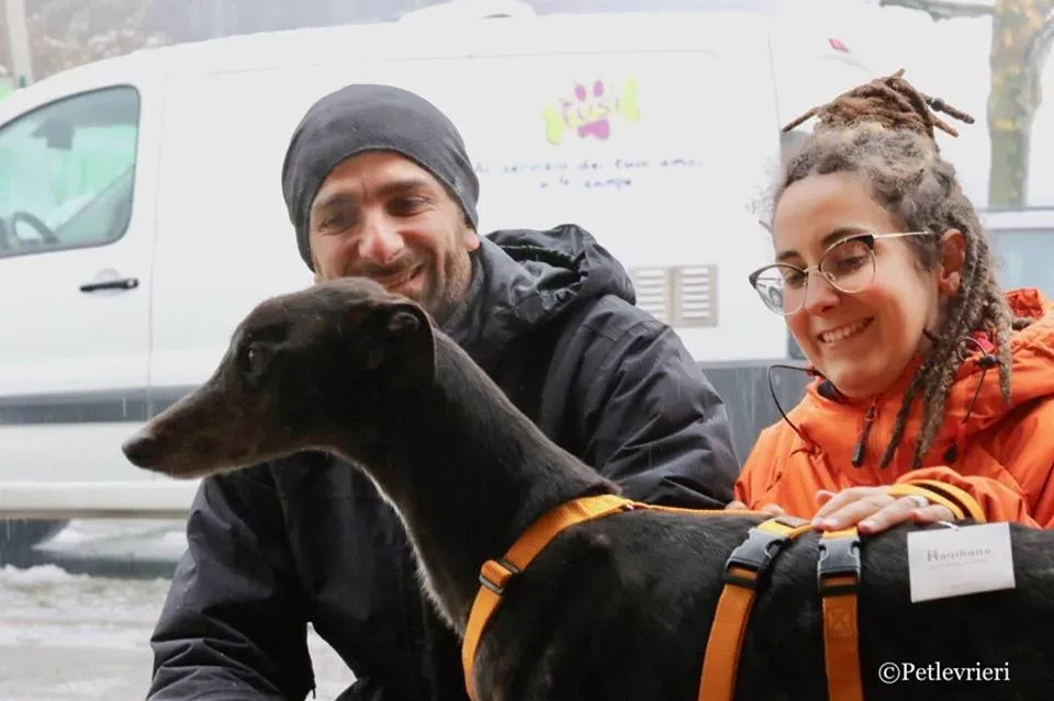 Hurcan adozione greyhound macao 14