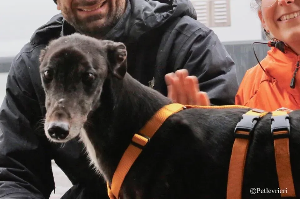 Hurcan adozione greyhound macao 15