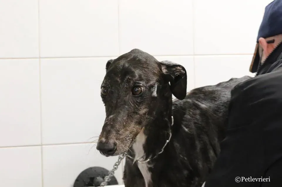 Hurcan adozione greyhound macao 16