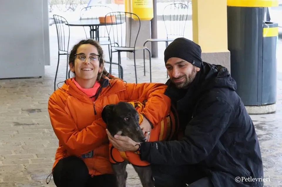 Hurcan adozione greyhound macao 17