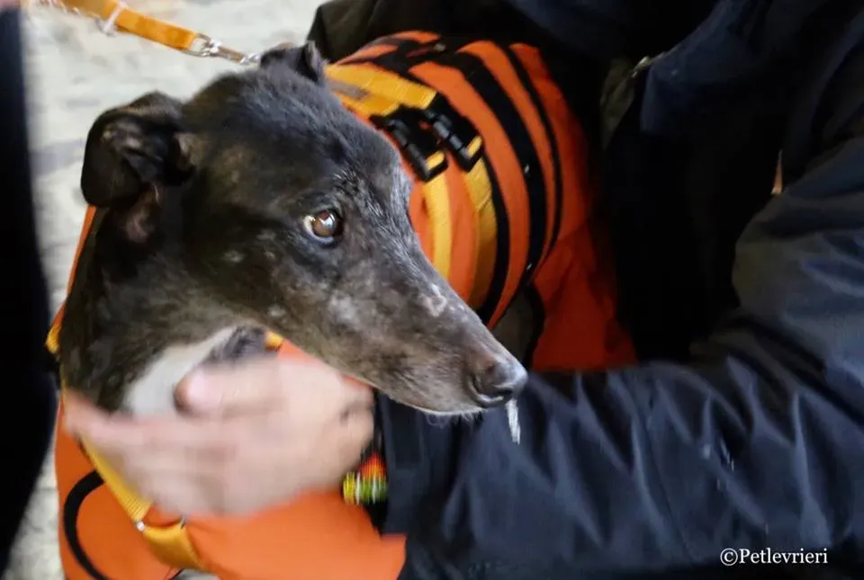 Hurcan adozione greyhound macao 18