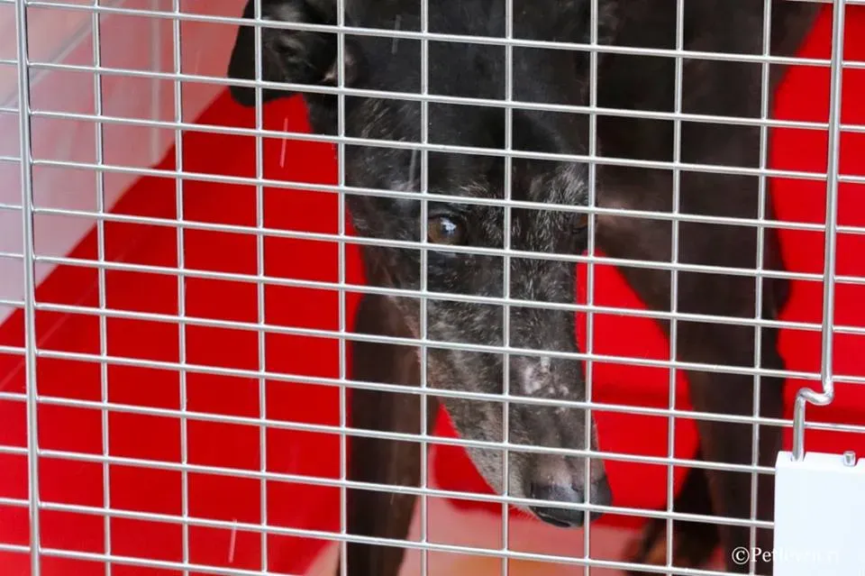 Hurcan adozione greyhound macao 2