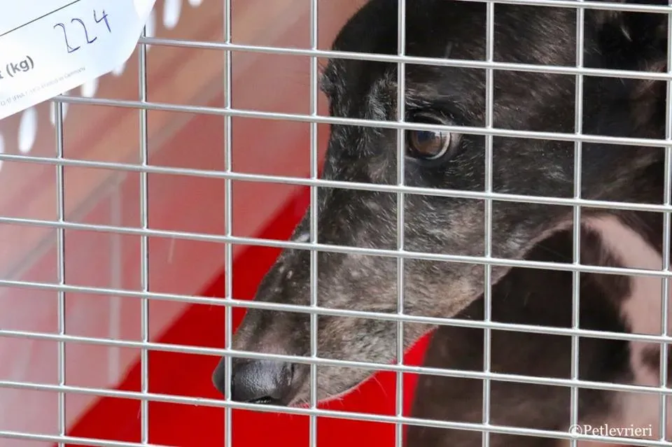 Hurcan adozione greyhound macao 3