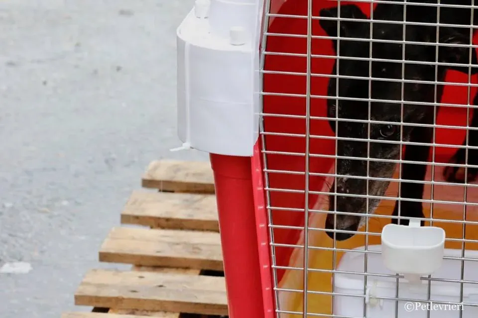 Hurcan adozione greyhound macao 4