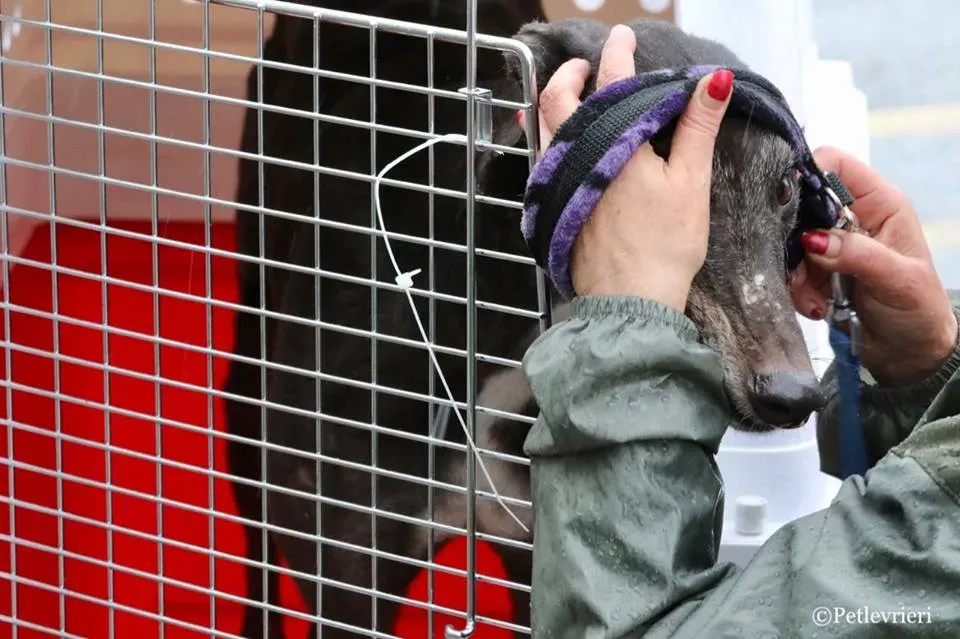 Hurcan adozione greyhound macao 5