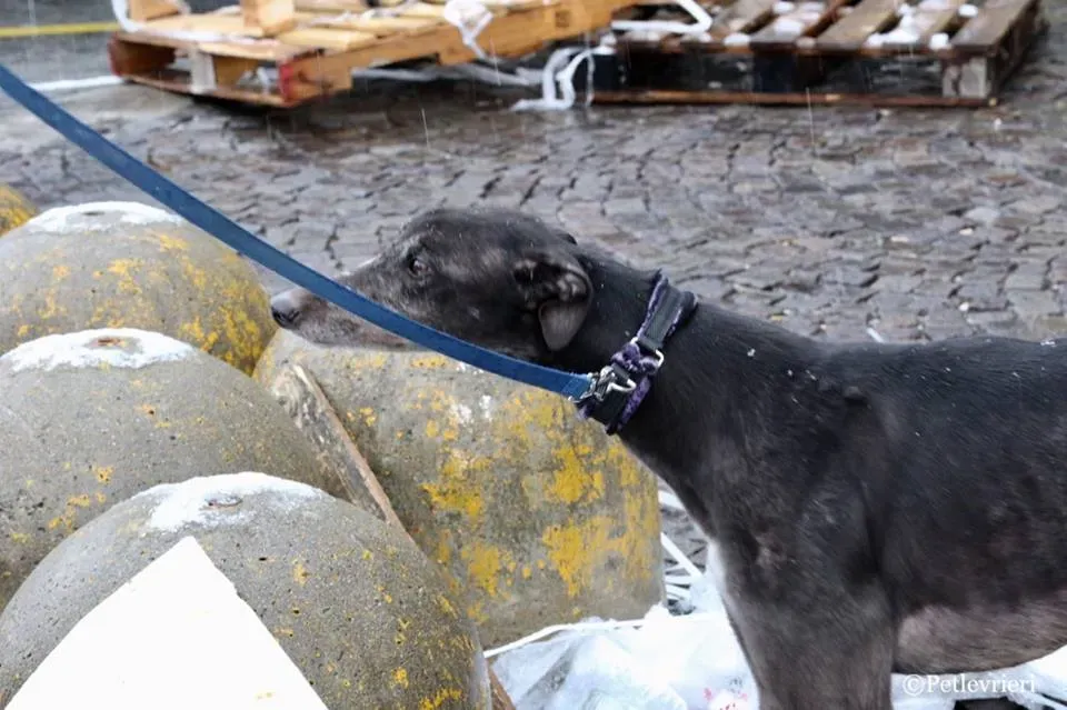 Hurcan adozione greyhound macao 6