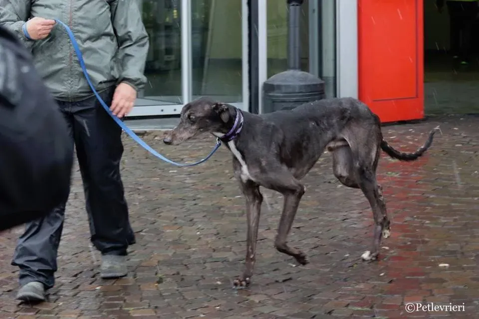Hurcan adozione greyhound macao 7