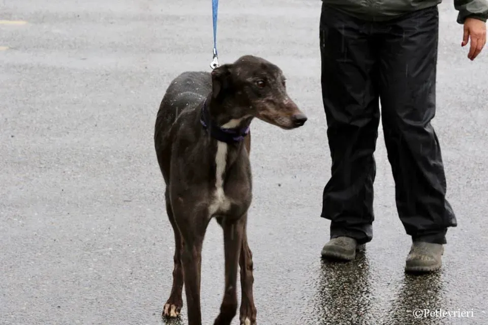 Hurcan adozione greyhound macao 8