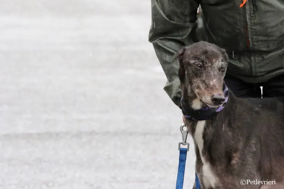 Hurcan adozione greyhound macao 9